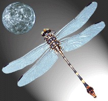 Gossamer Wings logo