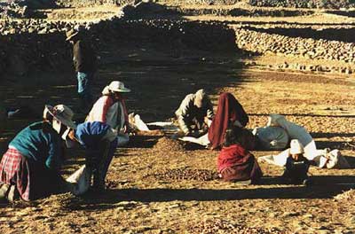 Potato harvest