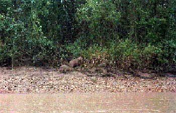 Capybaras