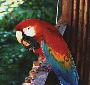 Macaw eats a Powerbar