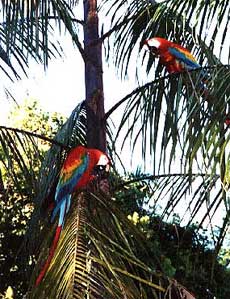 Macaws in tree